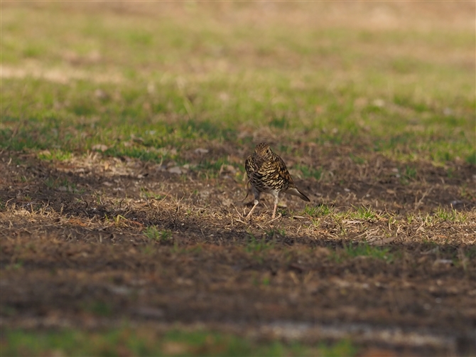 gcO~,Scaly Thrush